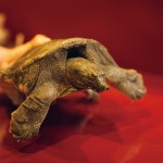 義津根 thumbnail - 1