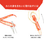 ＶＩＳＣＵＭ「知る」鳥取のカニ thumbnail - 3