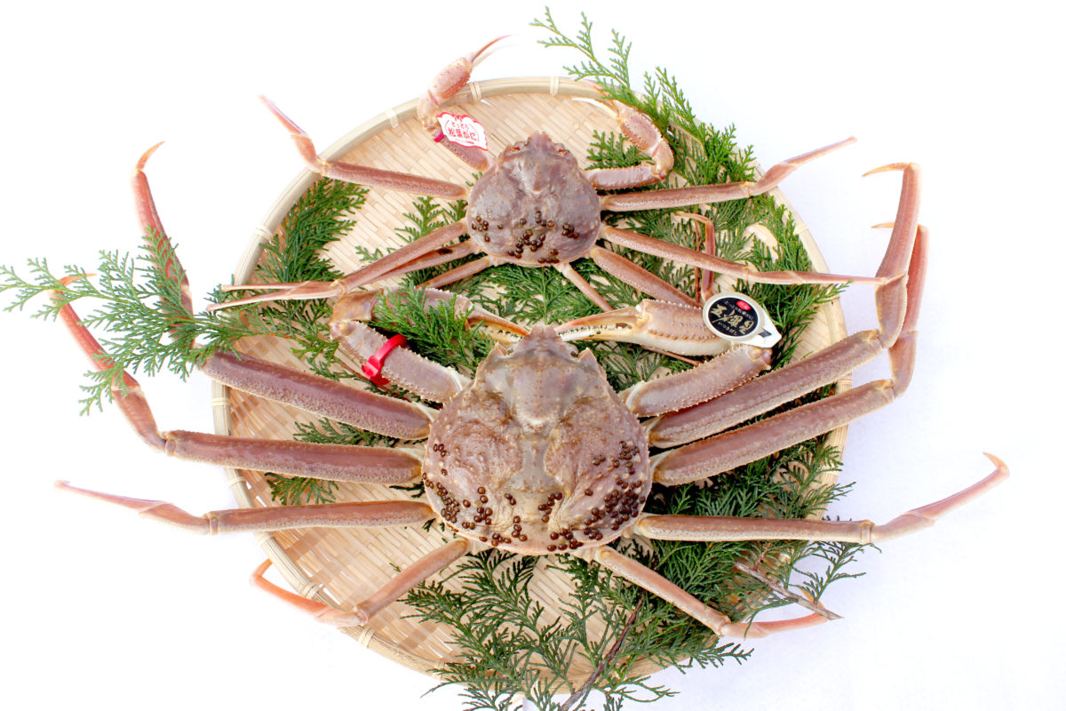 高級ブランドガニ「五輝星」 - 1