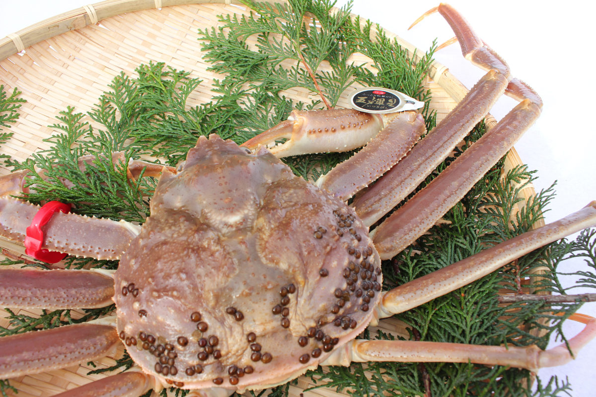 高級ブランドガニ「五輝星」 - 2