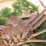 高級ブランドガニ「五輝星」 thumbnail - 2